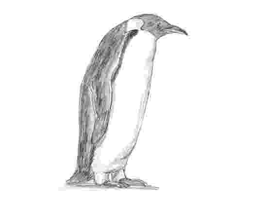 penguin sketch m p sketch penguin 