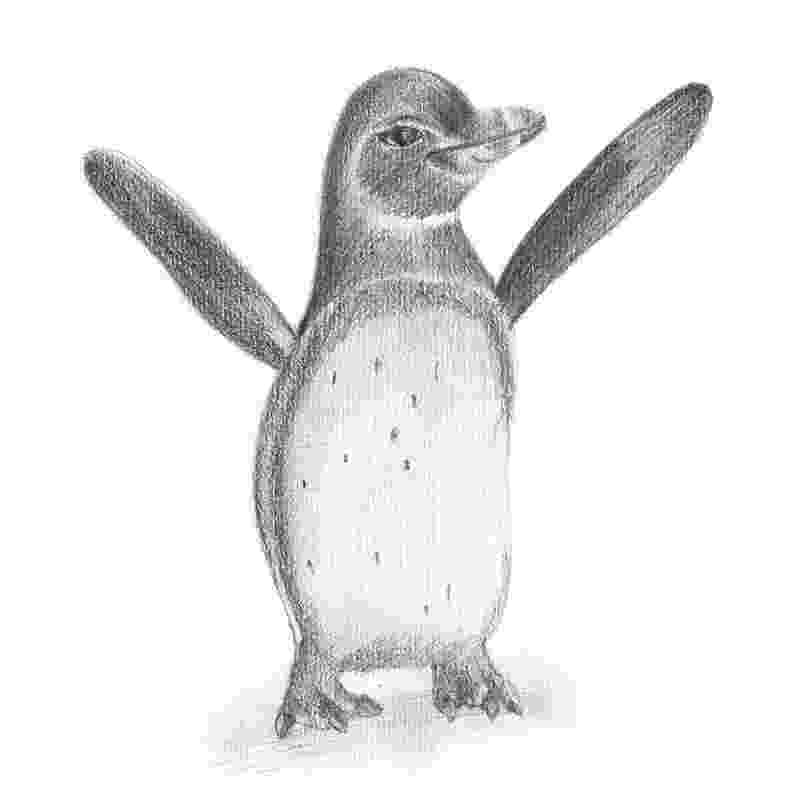 penguin sketch penguin penguie cartoon drawings of animals animal sketch penguin 