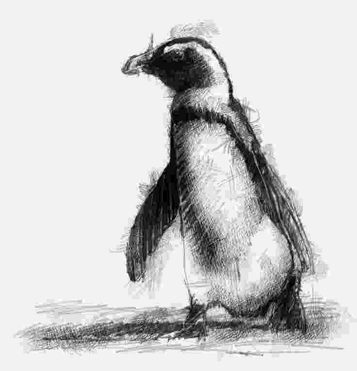 penguin sketch pinguin my own work animals pinterest penguins penguin sketch 