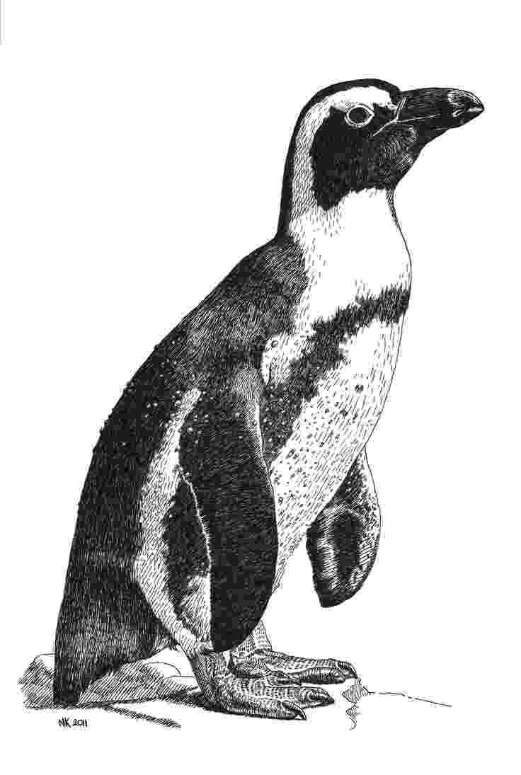 penguin sketch sketchy christmas penguin vector stock vector penguin sketch 