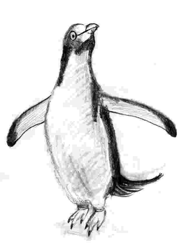 penguin sketch toon baboon the art of adrian ropp sketchy penguin sketch penguin 