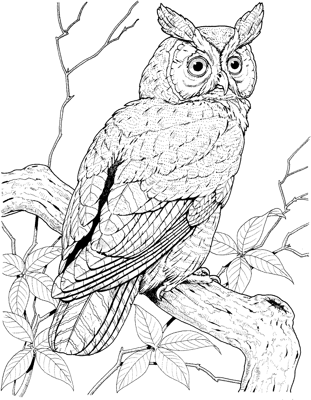 pics of owls to color coloring pages owls of color pics to 