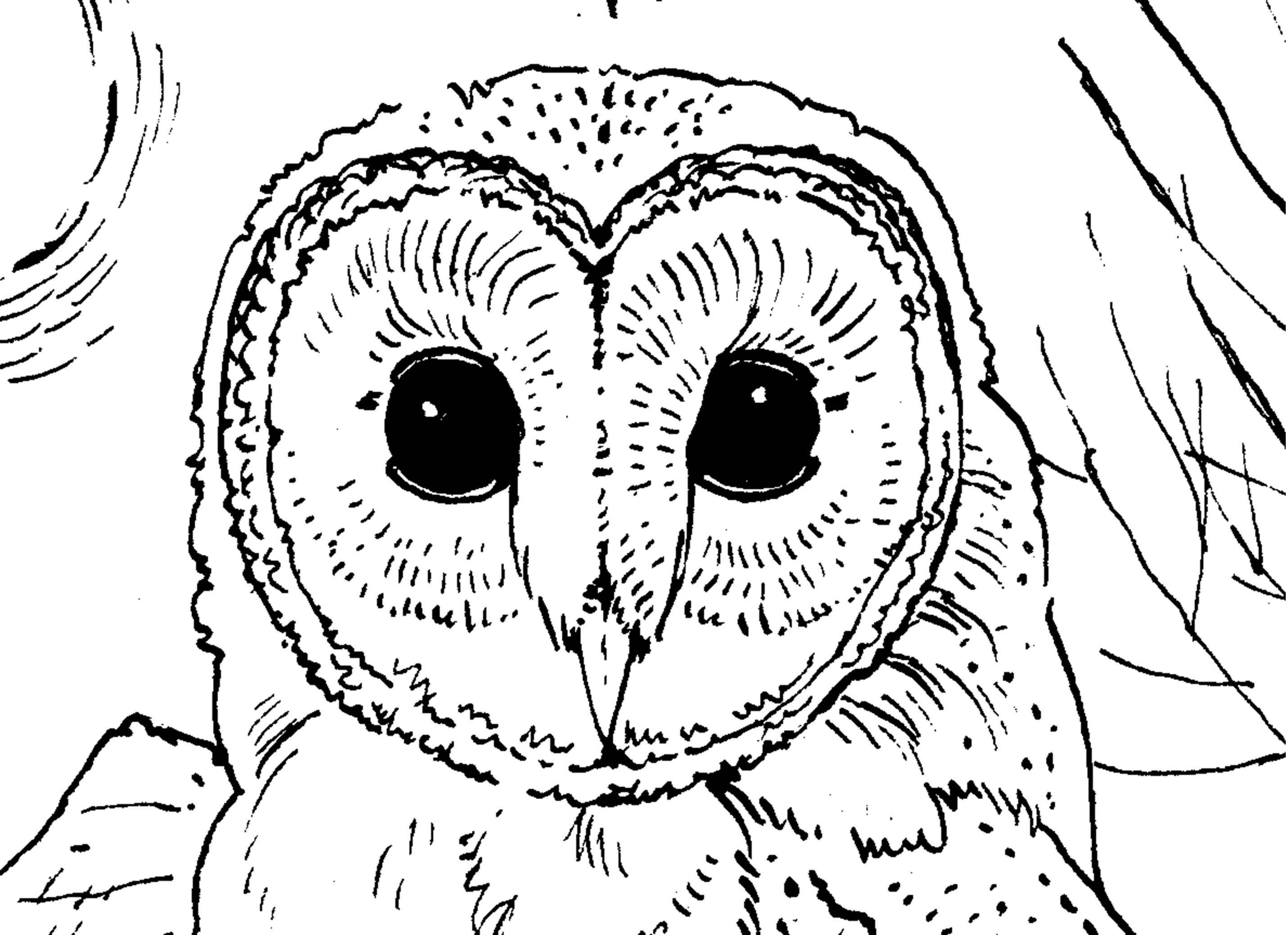 pics of owls to color couple of cute owls coloring page free printable pics color to owls of 