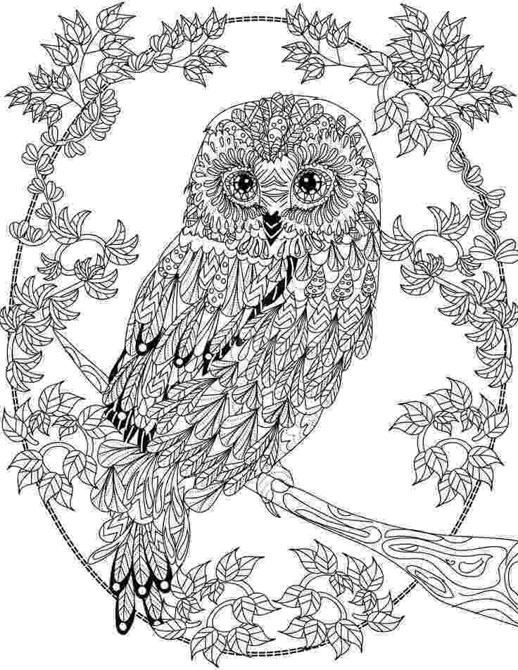 pics of owls to color cute owl coloring page free printable coloring pages owls of color pics to 