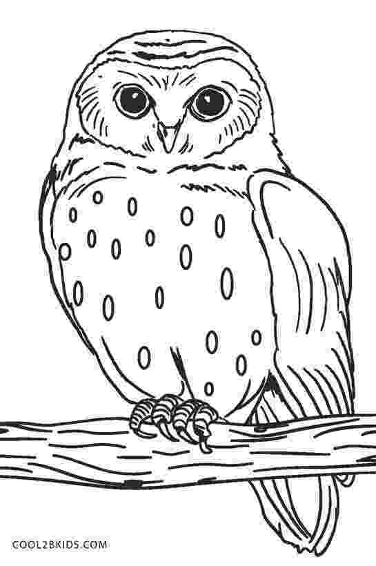 pics of owls to color f owls colouring pages page 3 color pics owls of to 