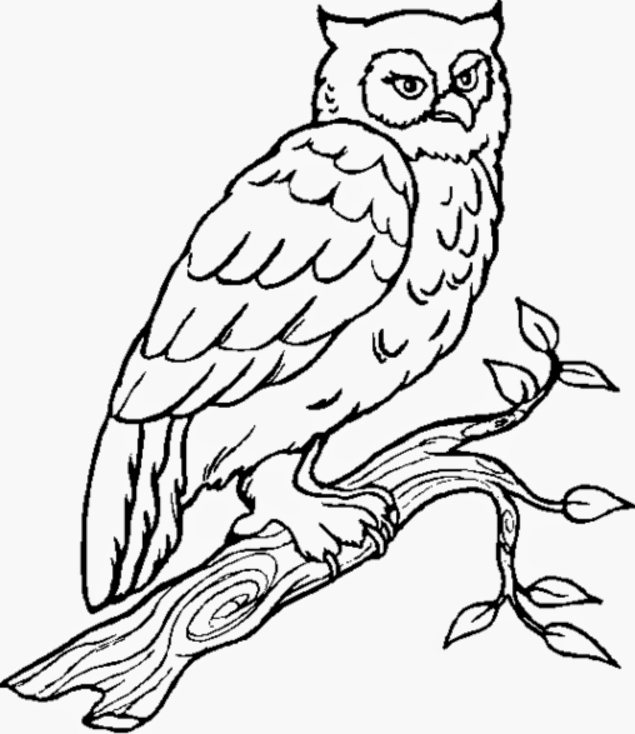 pics of owls to color owl coloring page the green dragonfly pics owls to color of 