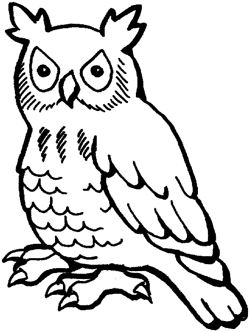 pics of owls to color owl coloring pages owl coloring pages color to pics owls of 