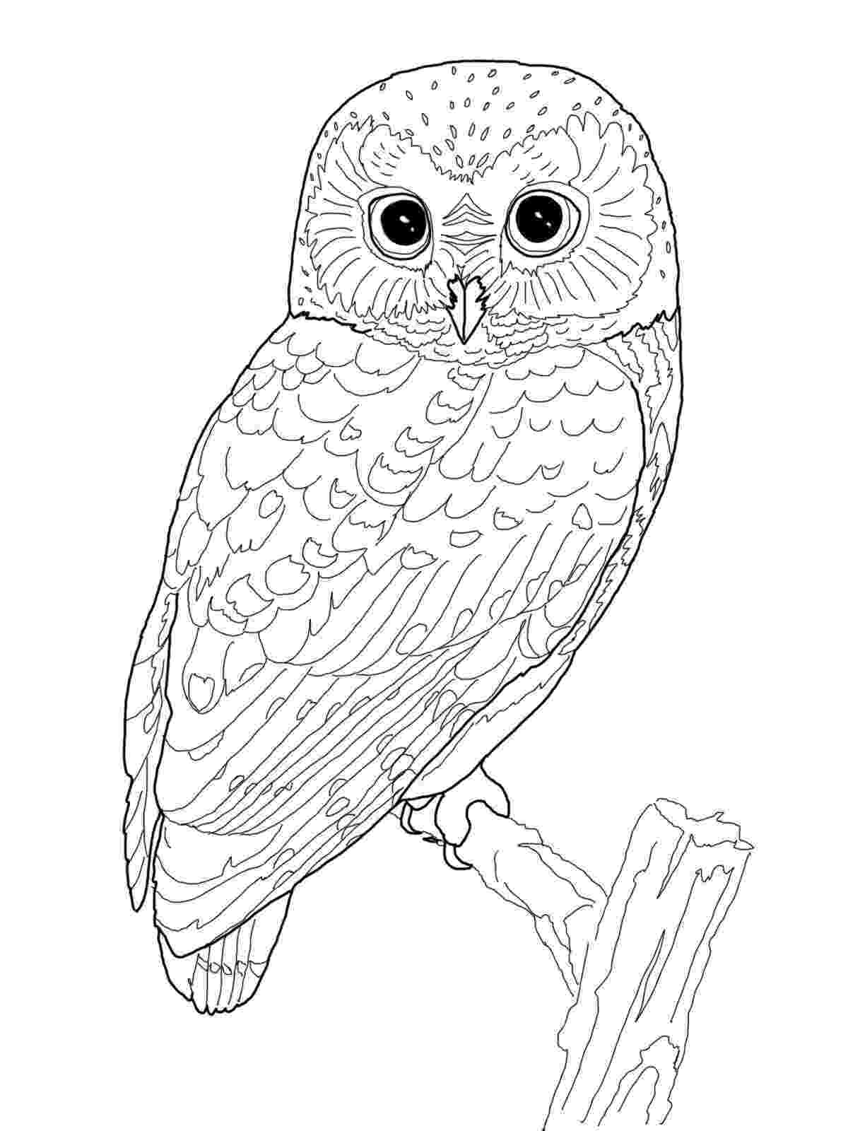 pics of owls to color owls animal coloring pages pictures pics of color owls to 