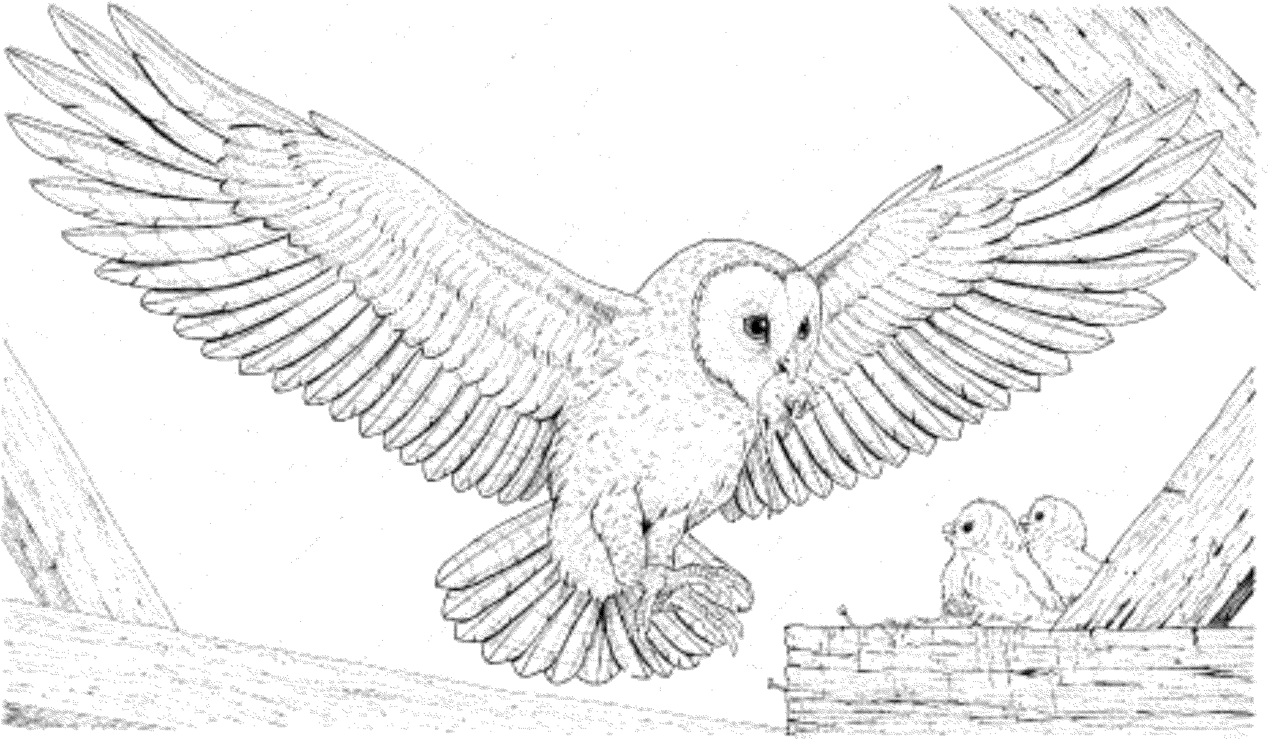 pics of owls to color pics of owls to print and color note the ads will not pics of owls color to 