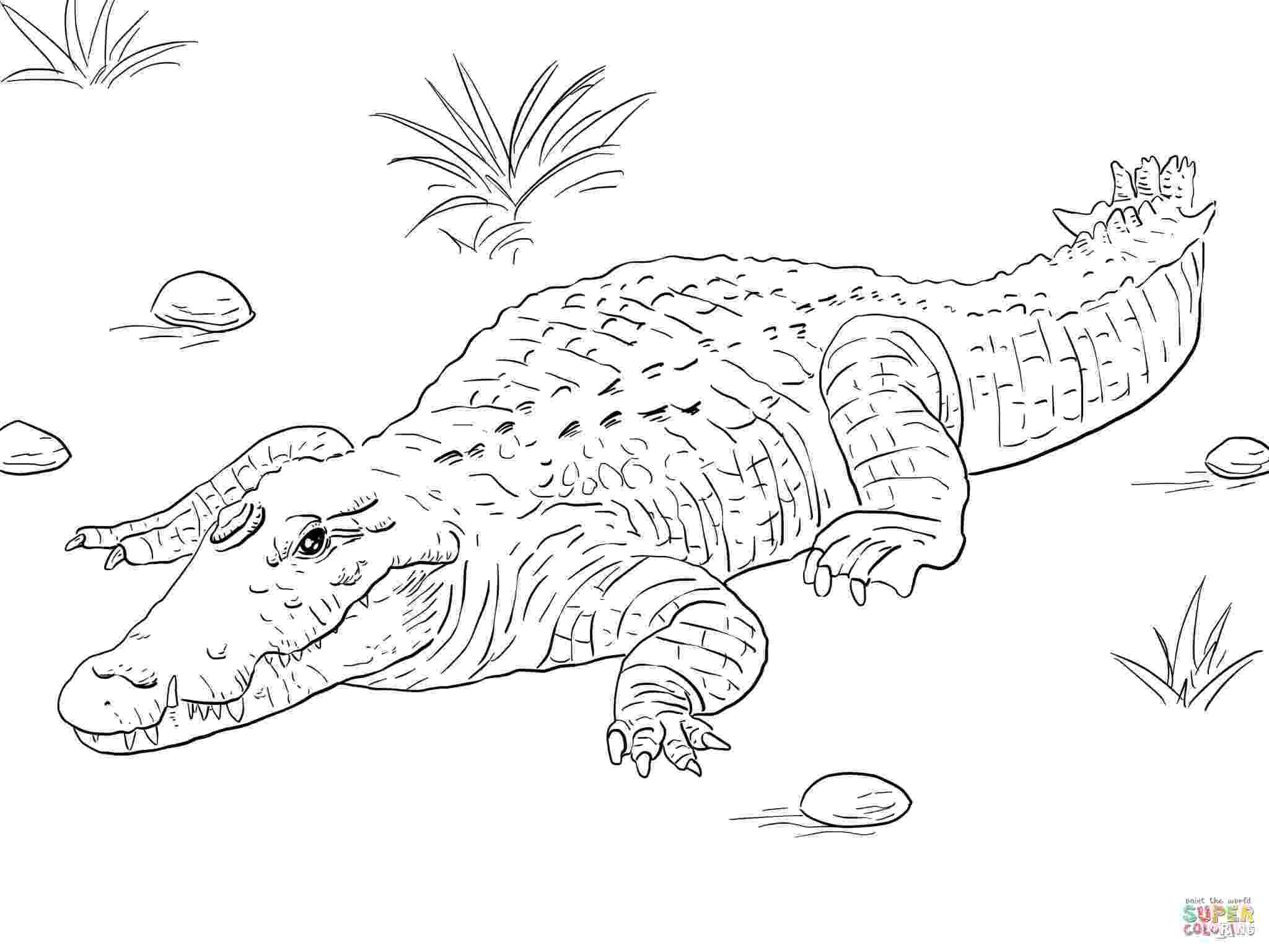 picture of a crocodile to colour alligators and crocodiles coloring pages download and a to colour crocodile picture of 