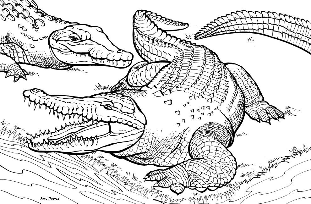 picture of a crocodile to colour alligators and crocodiles coloring pages download and of a picture crocodile colour to 