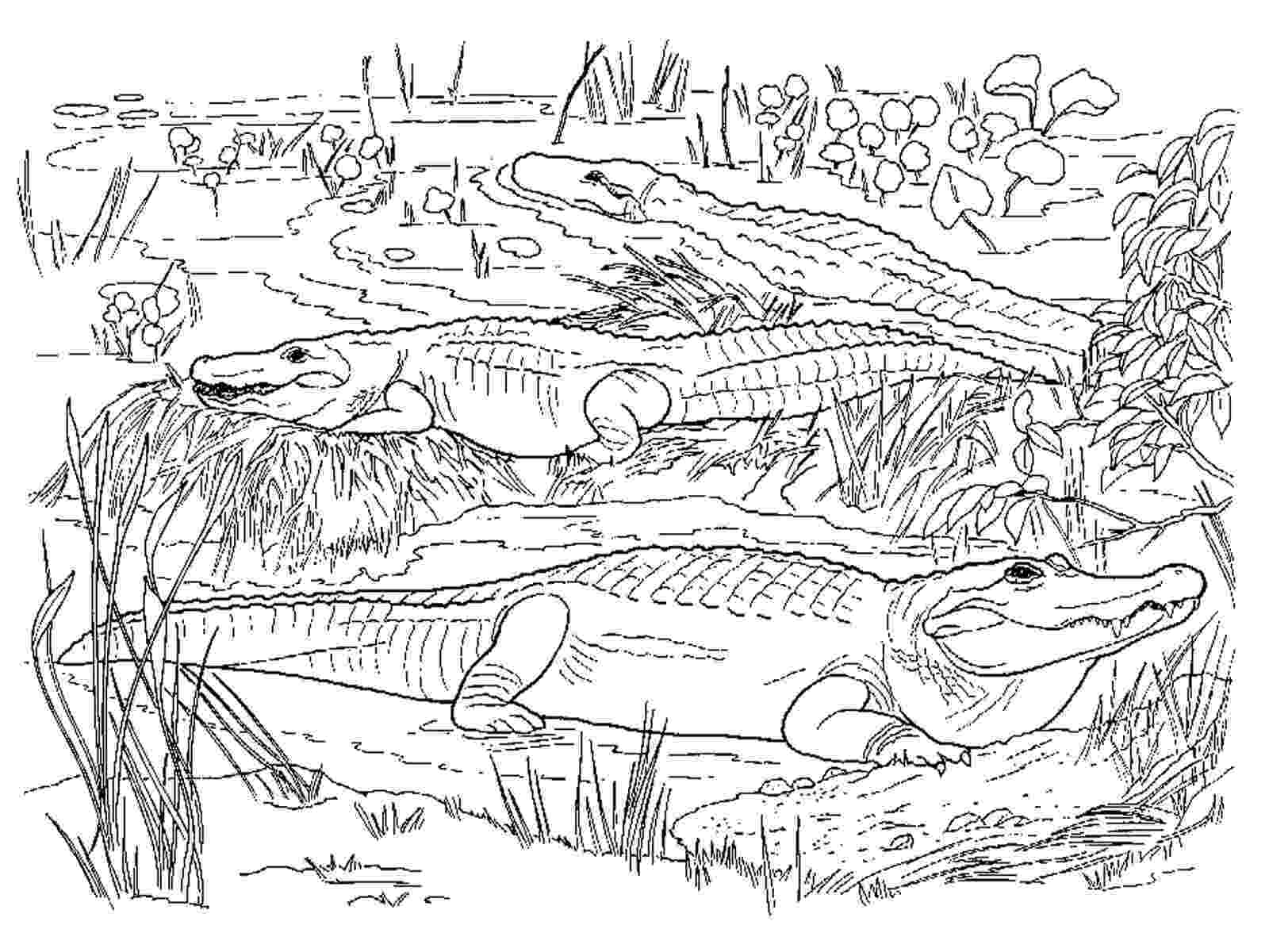 picture of a crocodile to colour alligators and crocodiles coloring pages download and to colour of picture crocodile a 