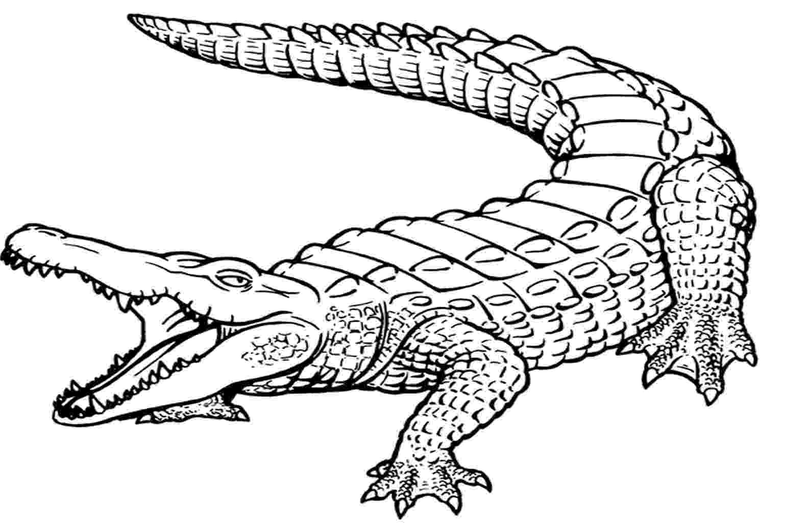 picture of a crocodile to colour crocodile coloring pages to print crocodile picture to a of colour 