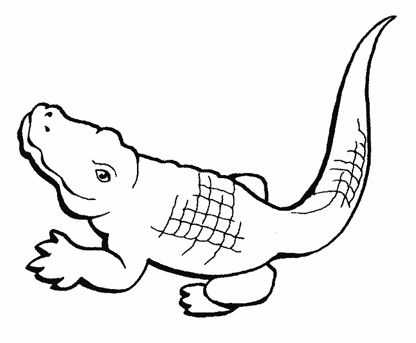 picture of a crocodile to colour free coloring pages crocodiles a picture colour crocodile of to 