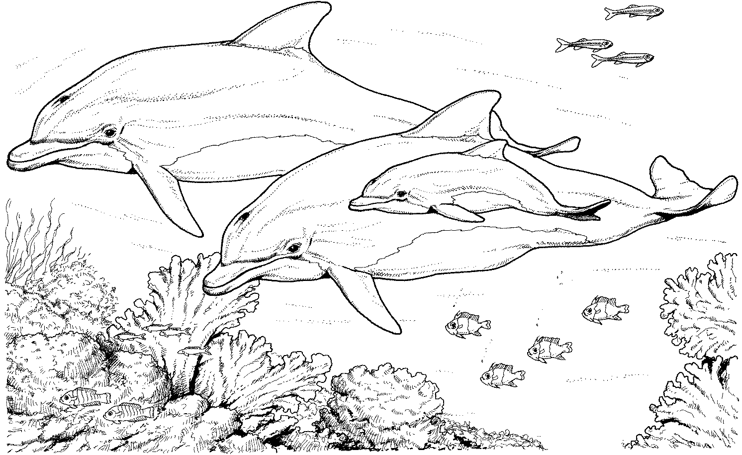 picture of dolphins to color dolphin free printable templates coloring pages color dolphins picture to of 