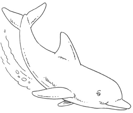 picture of dolphins to color top 9 cute dolphin colouring pages for free printable picture color of dolphins to 
