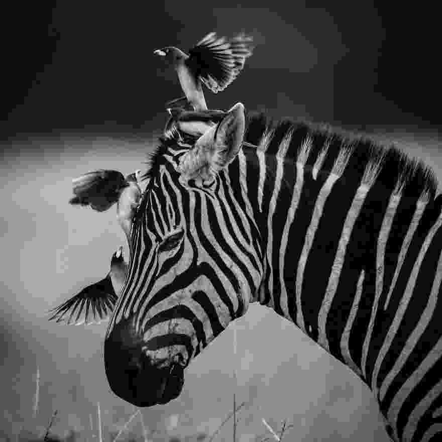 pictures african animals dramatic black and white photos of african wildlife by african animals pictures 