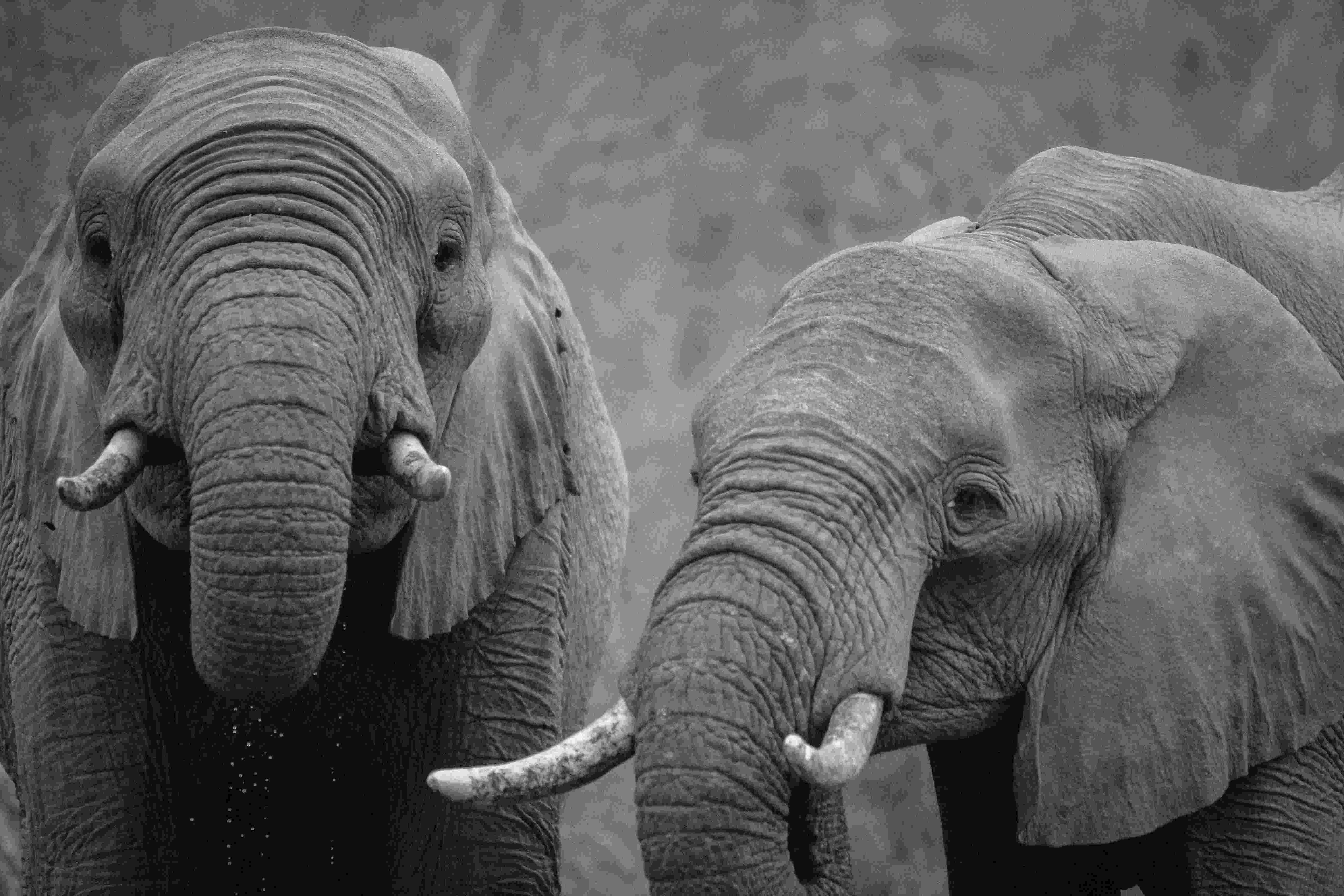 pictures african animals free images black and white wildlife africa mammal animals african pictures 