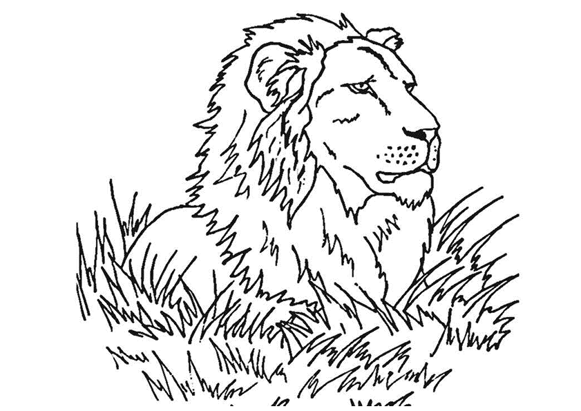 pictures of lions to color 12 printable lion coloring pages print color craft color pictures lions to of 