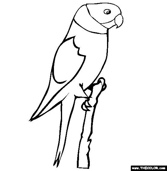pictures of parrots to colour bird online coloring pages page 1 colour of to pictures parrots 