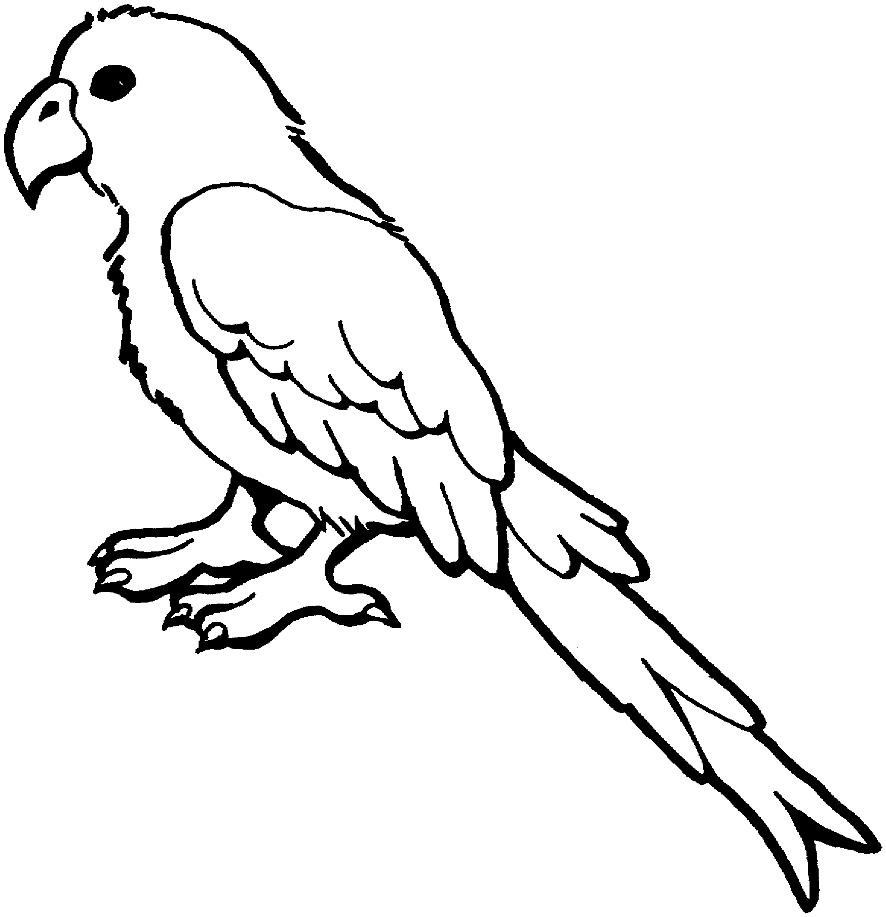 pictures of parrots to colour free parrot and macaw coloring pages to parrots of colour pictures 