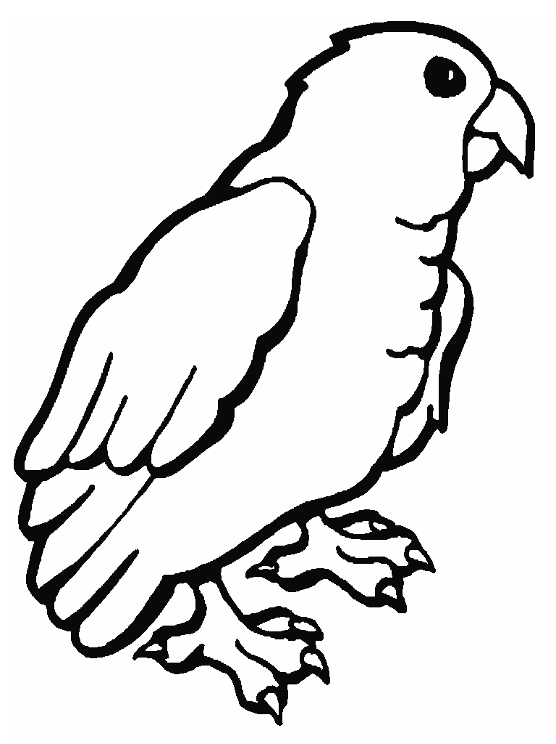 pictures of parrots to colour free printable parrot coloring pages for kids colour to of parrots pictures 