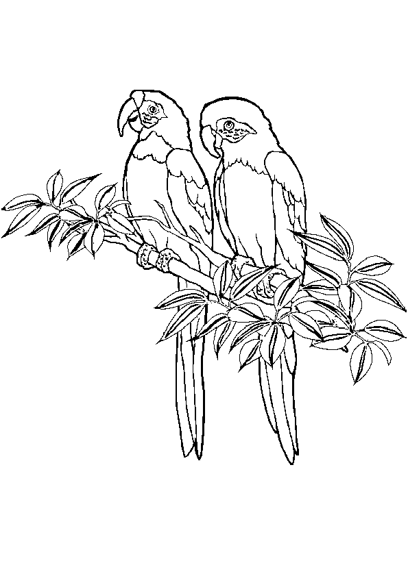 pictures of parrots to colour pictures to colour parrots parrots of colour to pictures 