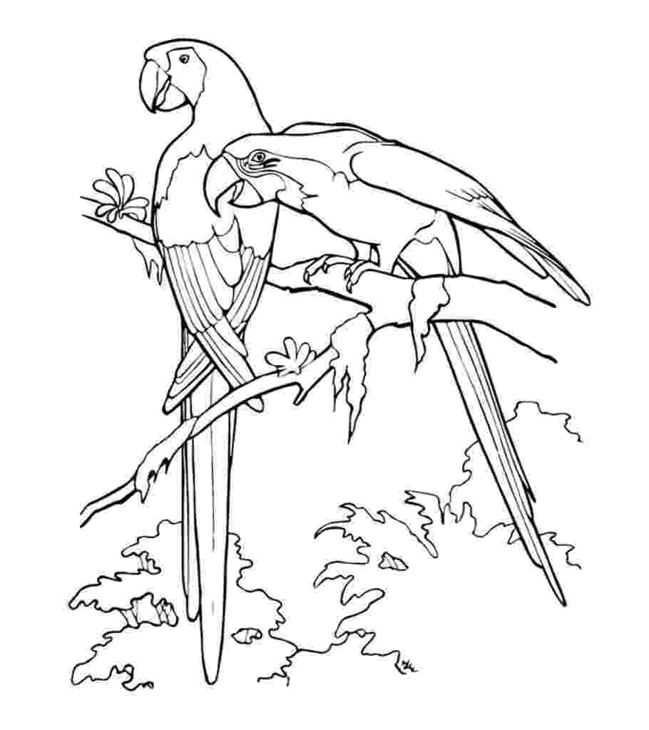 pictures of parrots to colour printable parrot coloring pages for kids cool2bkids to parrots of pictures colour 