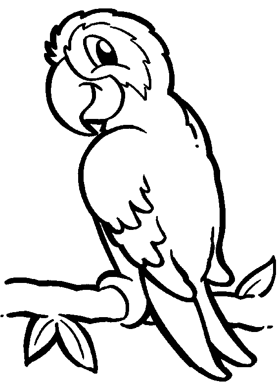 pictures of parrots to colour smiley coloring pages of parrot for kids of colour to pictures parrots 