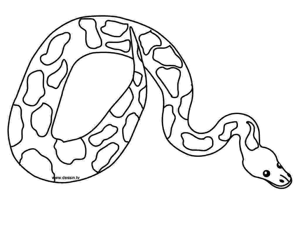 pictures of snakes to color free printable snake coloring pages for kids of snakes color pictures to 