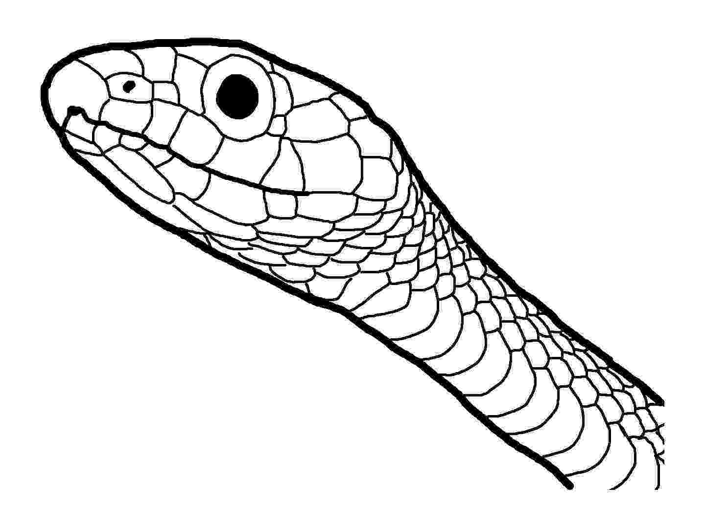 pictures of snakes to color top 25 free printable snake coloring pages online to snakes color of pictures 