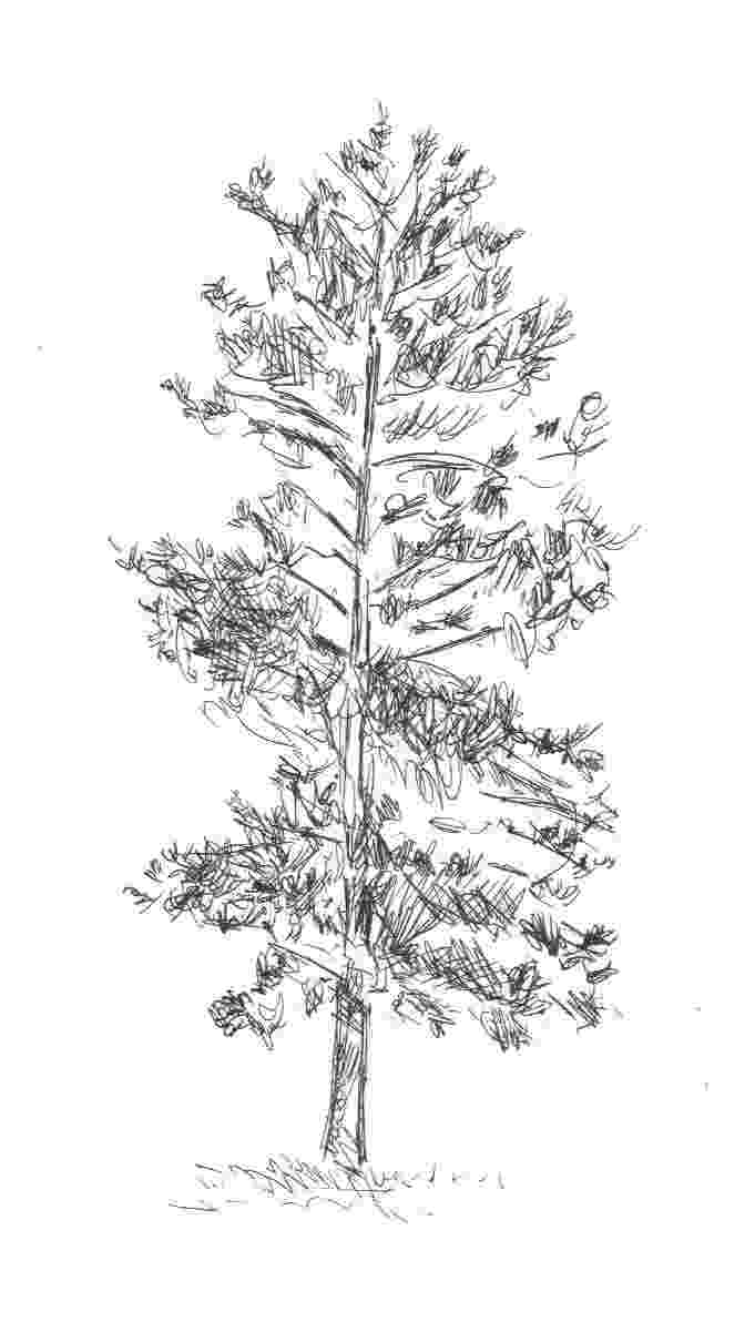 pine tree sketch 32a2 squirkle a realistic spruce tree drawspace sketch tree pine 