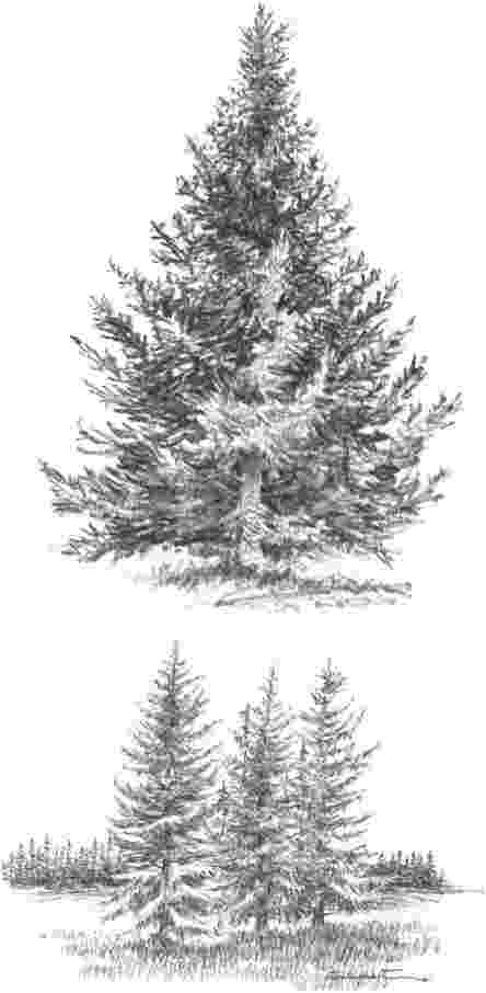 pine tree sketch 5 pine tree silhouette drawing png transparent onlygfxcom tree sketch pine 1 1