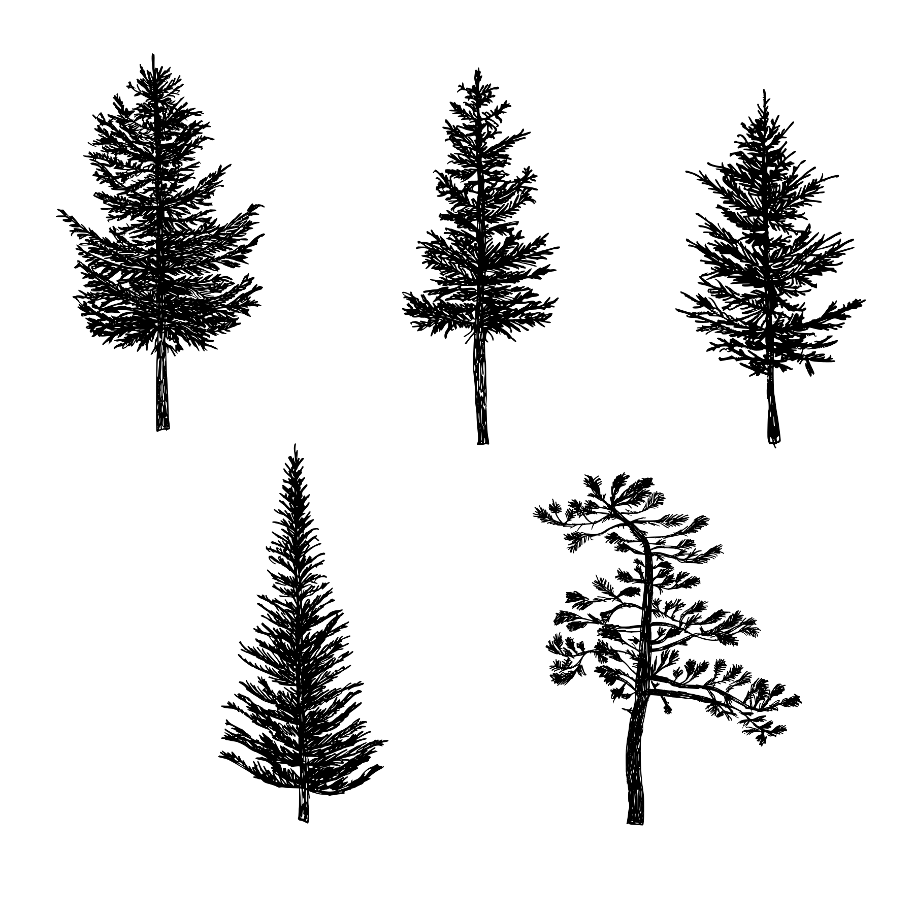 pine tree sketch drawings watercolours on behance schitee pinterest sketch tree pine 