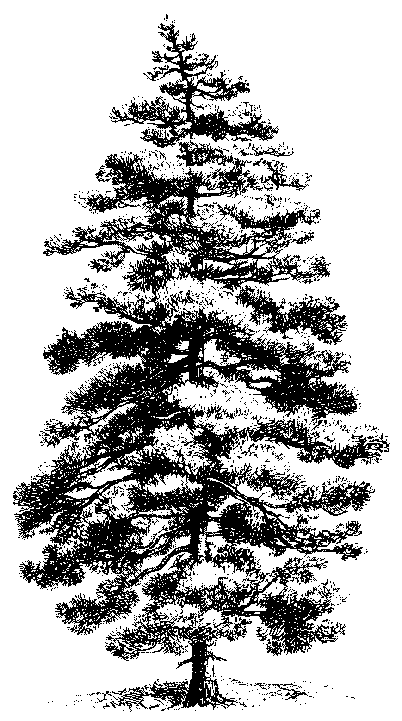 pine tree sketch james van nuys gallery tree sketch pine 