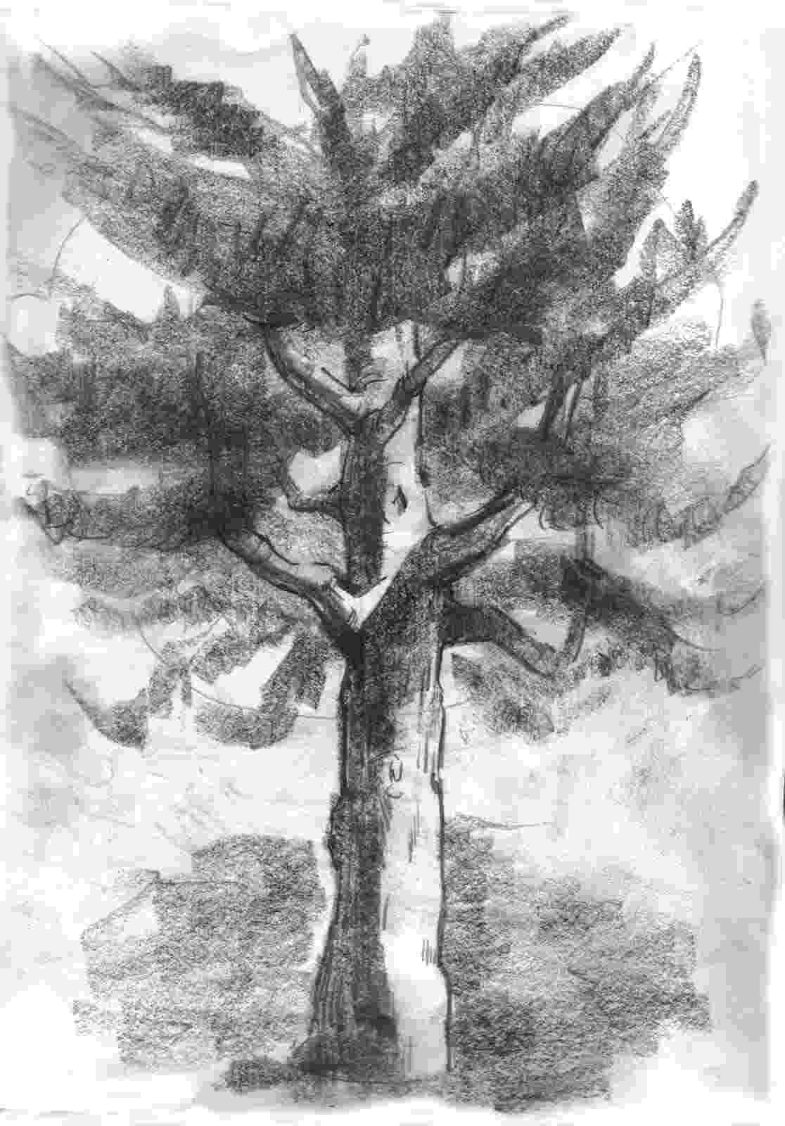 pine tree sketch pine tree sketch pine tree sketch 