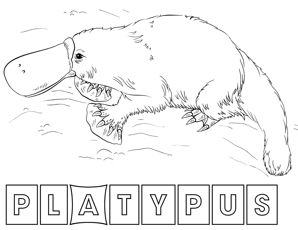 platypus coloring page free printable perry the platypus coloring pages for kids coloring platypus page 