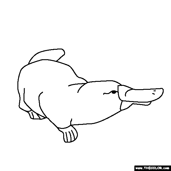 platypus coloring page platypus coloring pages to download and print for free platypus coloring page 