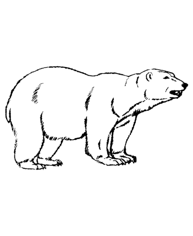 polar bear to color polar bear coloring pages to download and print for free bear color to polar 