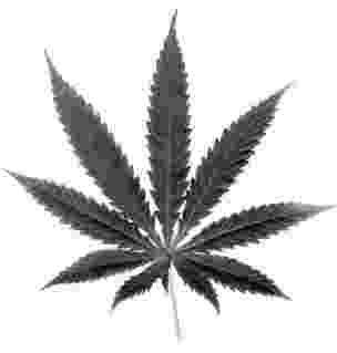 pot leaf cannabis marijuana leaf clip art png clipart pot leaf digital pot leaf 