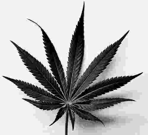 pot leaf f125m cannabis leaf by wwwthegobocom leaf pot 
