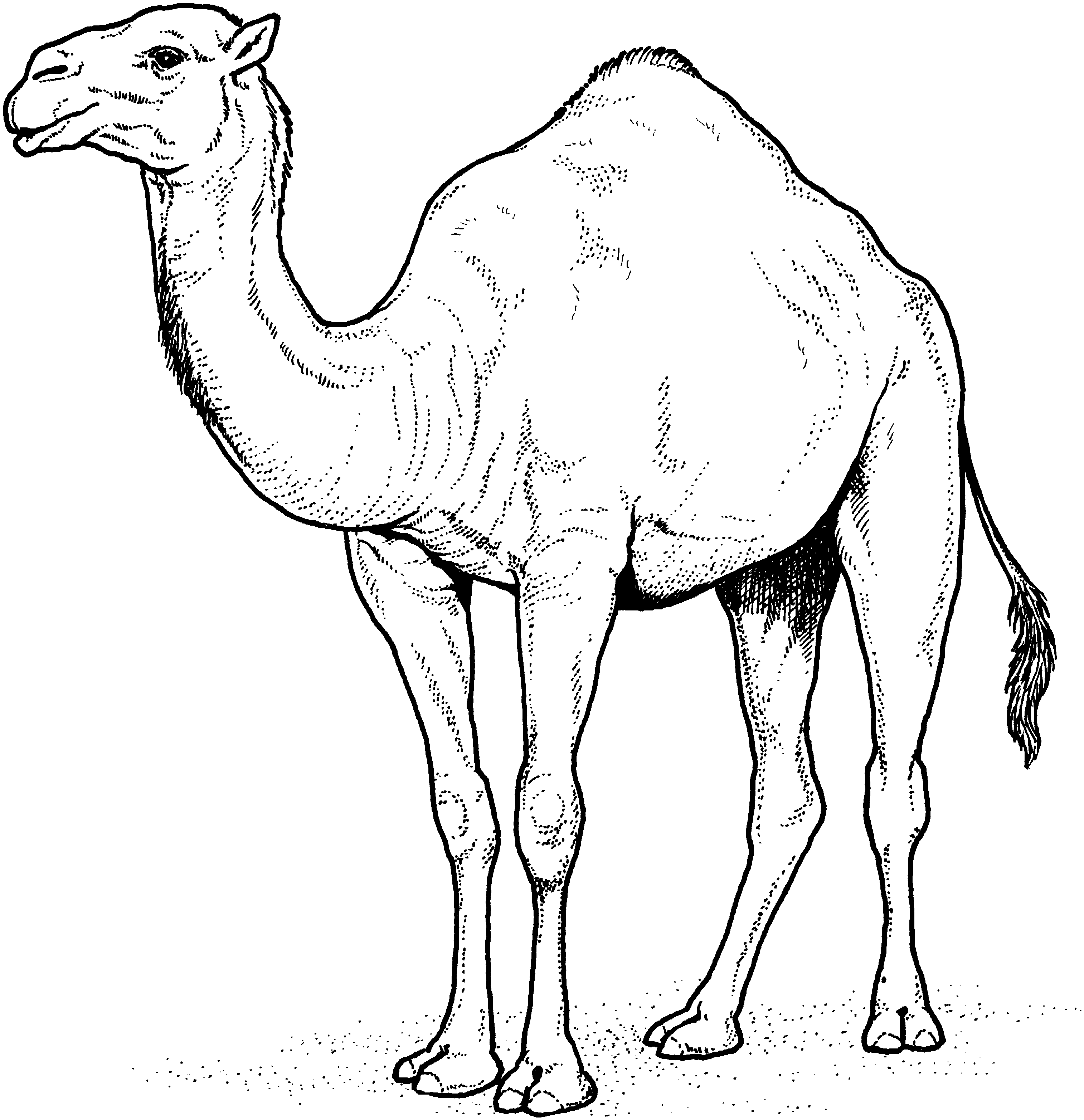 printable camel free printable camel coloring pages for kids printable camel 