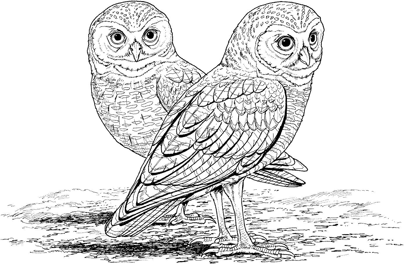 printable owl images cute printable owl coloring pages for kids images printable owl 