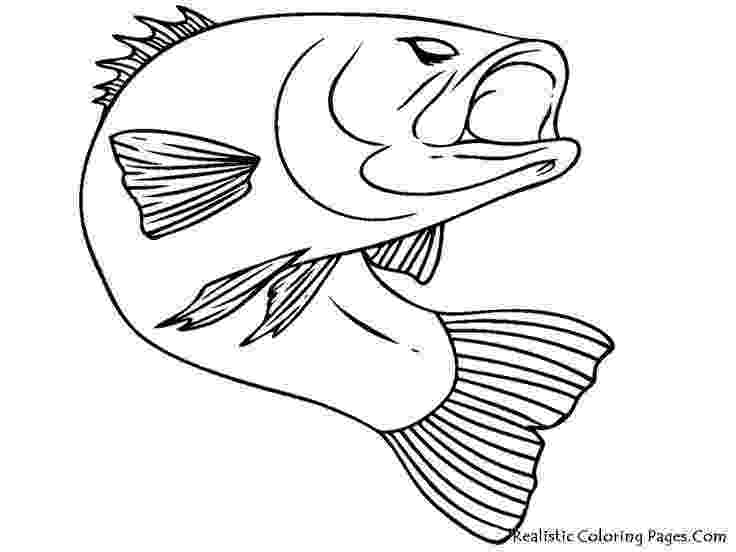 printable pictures of fish bass fish realistic coloring pages fish drawings fish fish of printable pictures 