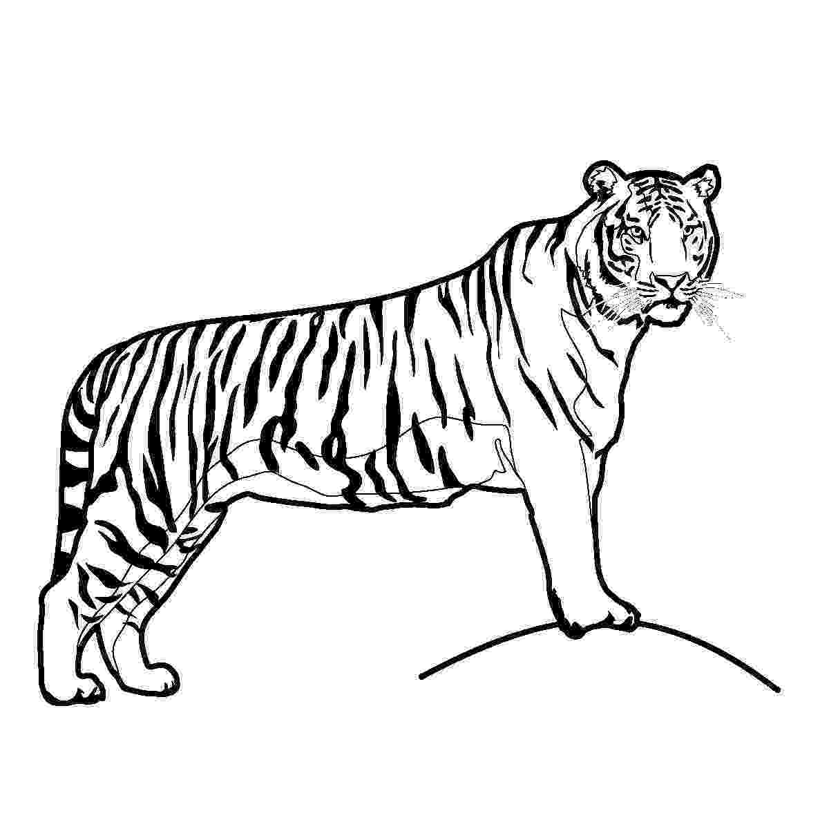 printable tiger pictures free printable tiger coloring pages for kids pictures printable tiger 1 1