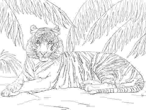 printable tiger pictures free tiger coloring pages printable pictures tiger 