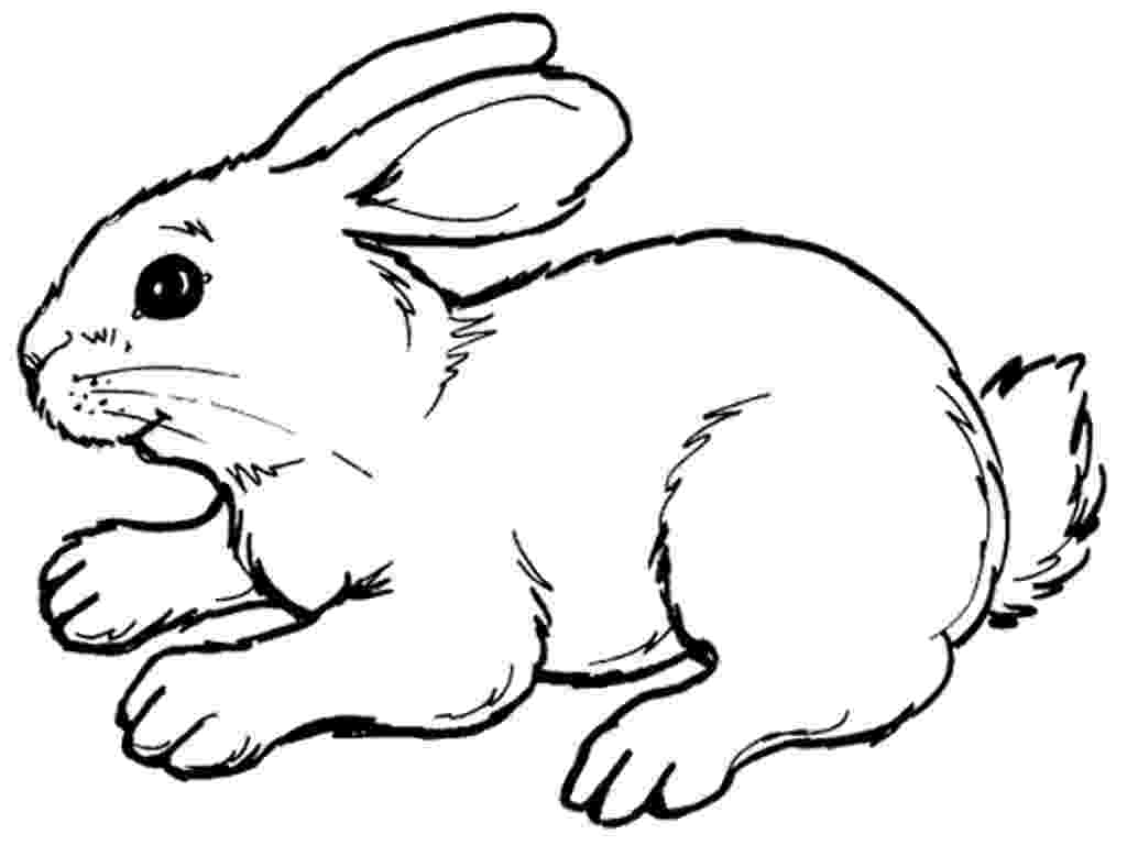 rabbit coloring pages printable bunny rabbit coloring pages to download and print for free coloring printable rabbit pages 