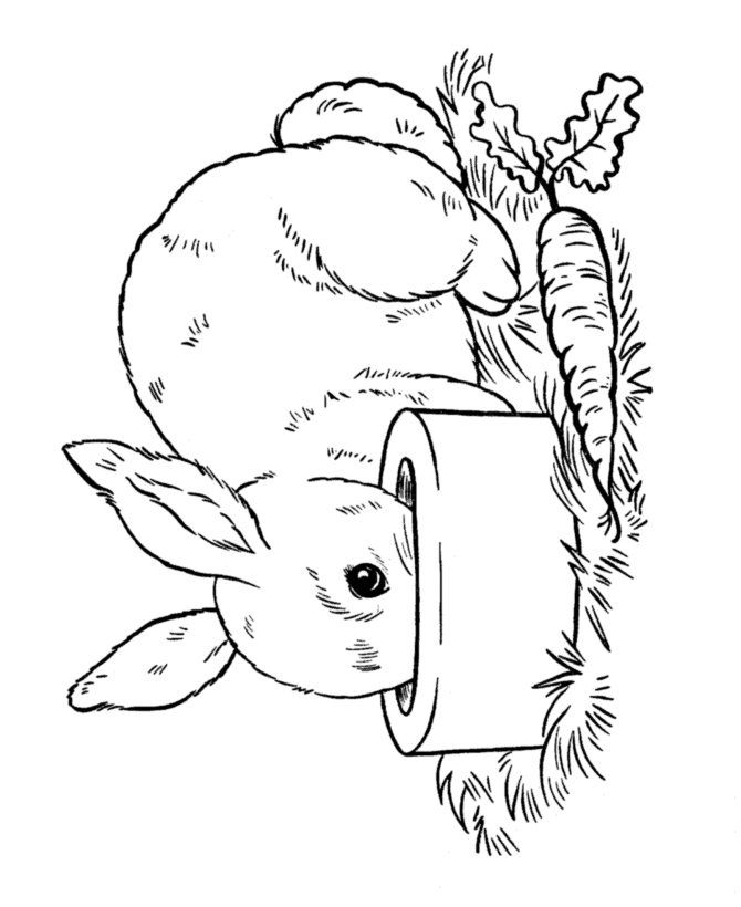 rabbit coloring pictures real bunny coloring pages download and print for free pictures coloring rabbit 