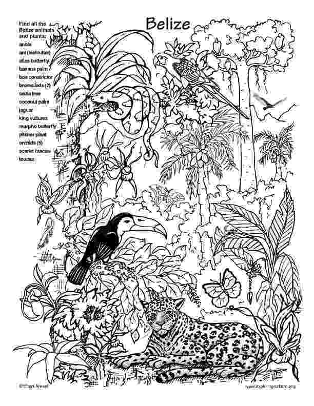 rainforest animals pictures to print brazil colouring pages animals pictures rainforest print to 