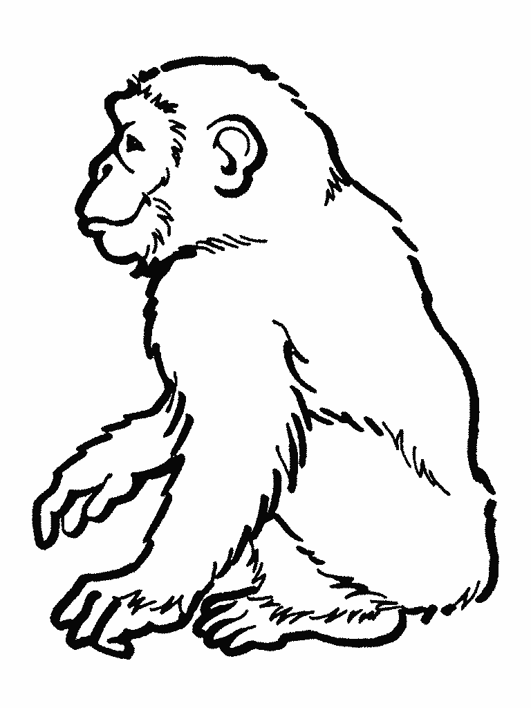 rainforest animals to color free printable rainforest coloring pages coloring home to rainforest color animals 
